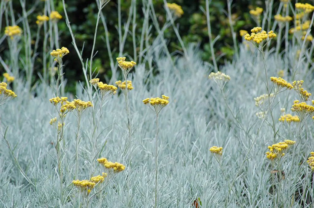 Immortelle Flower