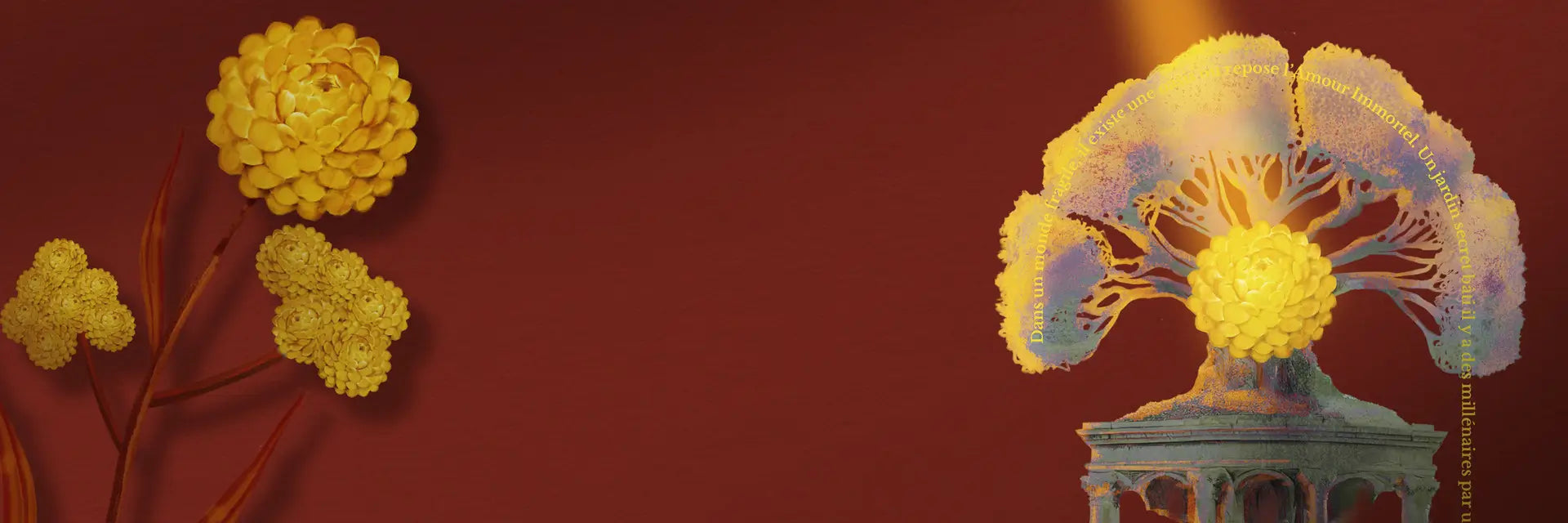 IMMORTELLE BABYLONE, IMMORTEL FLOWER BANNER