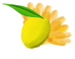 Bright citrus blossom representing the freshness of citrus fragrances