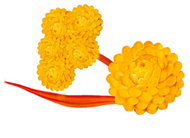 Golden flower representing the warm, spicy notes of amber fragrances