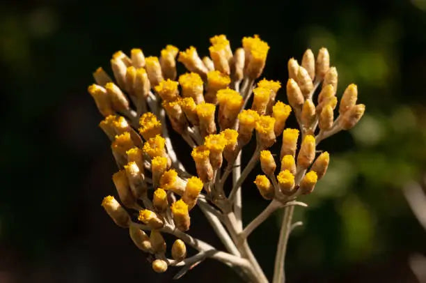 Immortelle Flower