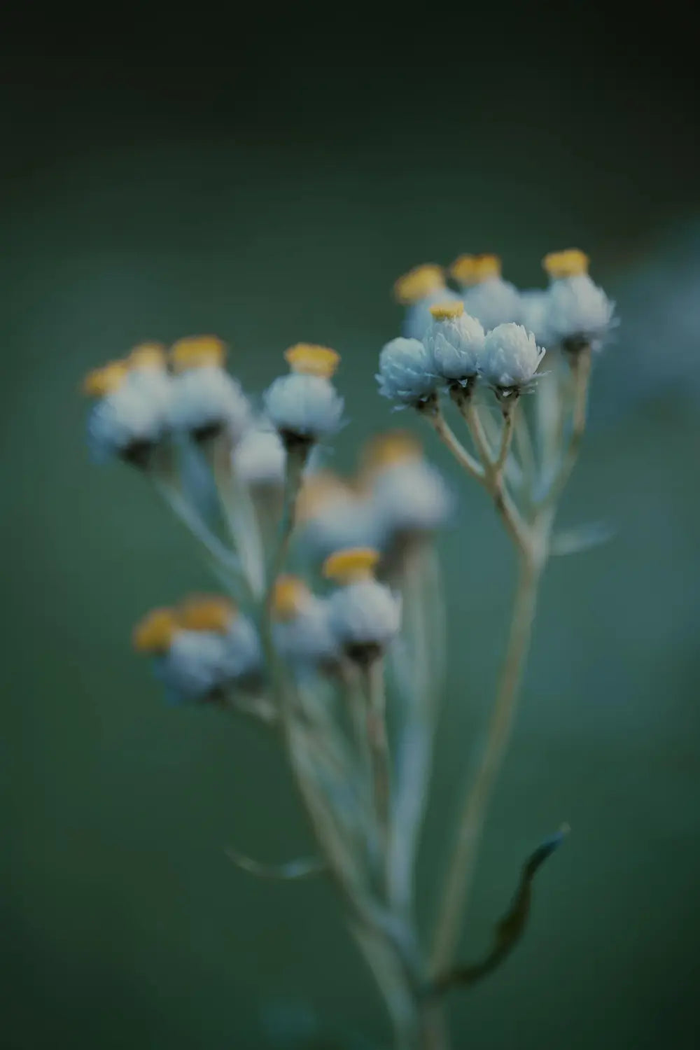 Immortelle Flower