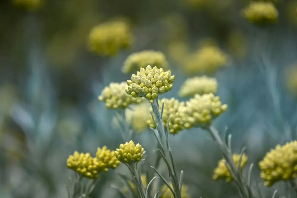Close-up of golden Helichrysum flowers in a field on Corsica, bathed in sunlight